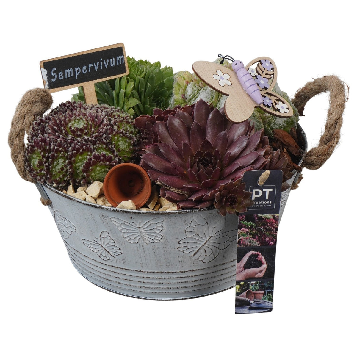 arr. Sempervivum 17cm 23cm Pot