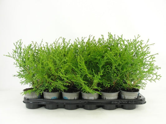 Chamaecyparis obtusa Kamarachiba 25cm 9cm Pot