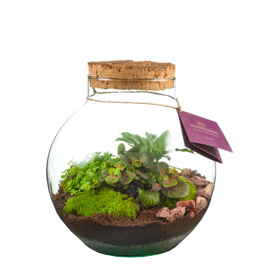 arr. Terrarium 31cm 26cm Pot
