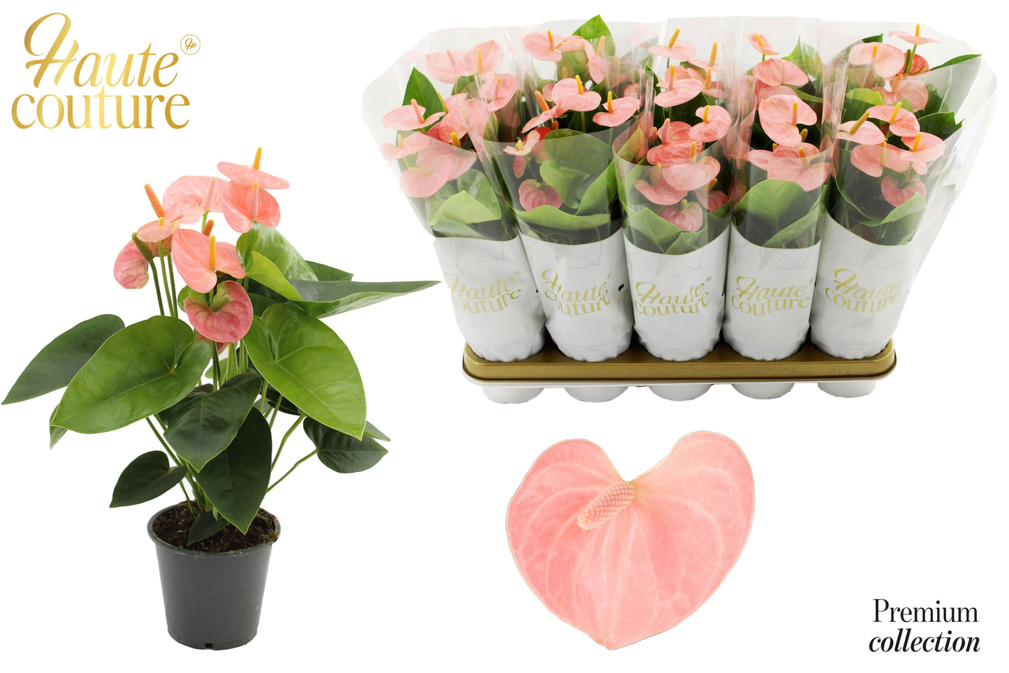 Anthurium Spirit 40cm 12cm Pot