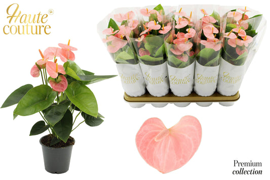 Anthurium Spirit 40cm 12cm Pot