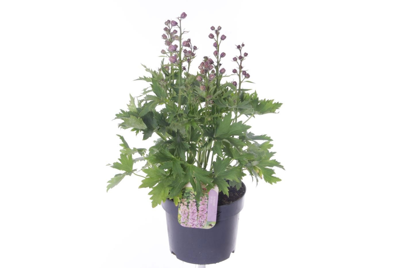 Delphinium Magic Fountains mix 45cm 17cm Pot
