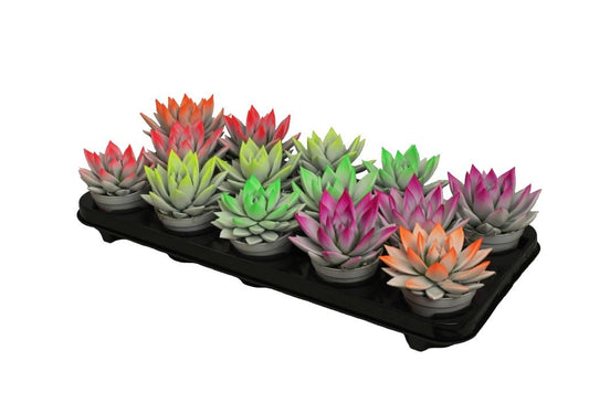 Echeveria colored bicolor neon mix 11cm Special Pot (508)
