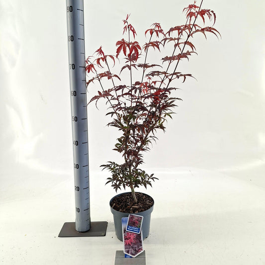 Acer Skeeters Broom 80cm 19cm Pot