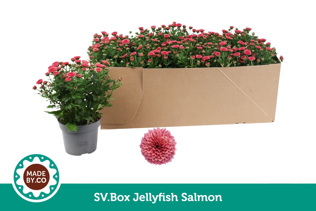 Chrysanthemum Jellyfish Coral 25cm 12cm Pot