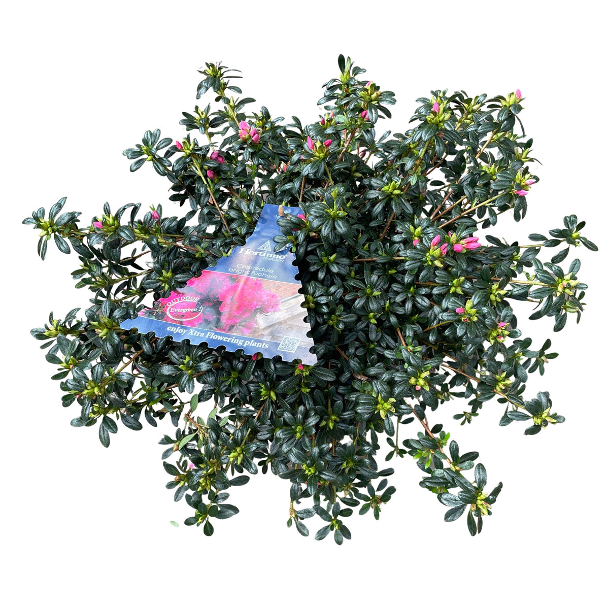 Rhododendron japonicum 40cm 19cm Pot