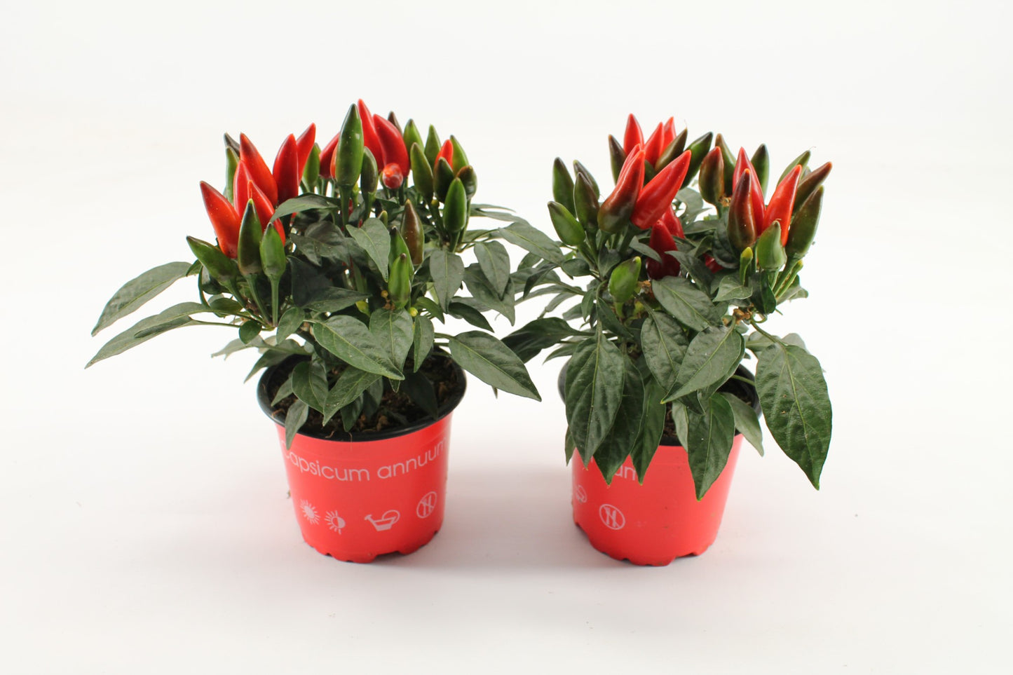 Knaap, Jan van der Capsicum ann. Salsa Red Pack of 15