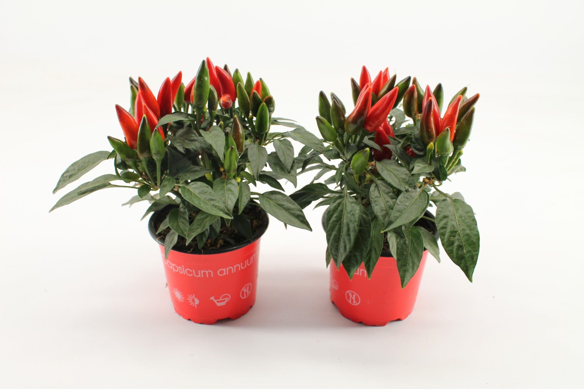 Capsicum ann. Salsa Red 20cm 10.5cm Pot