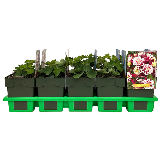 Aquilegia Winky Double Red-white 25cm 11cm Pot