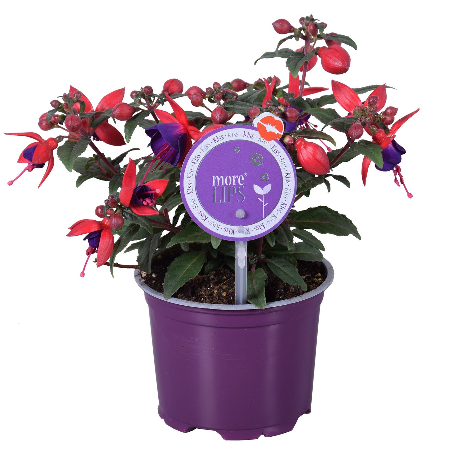 Fuchsia Bella Sacha 22cm 12cm Pot