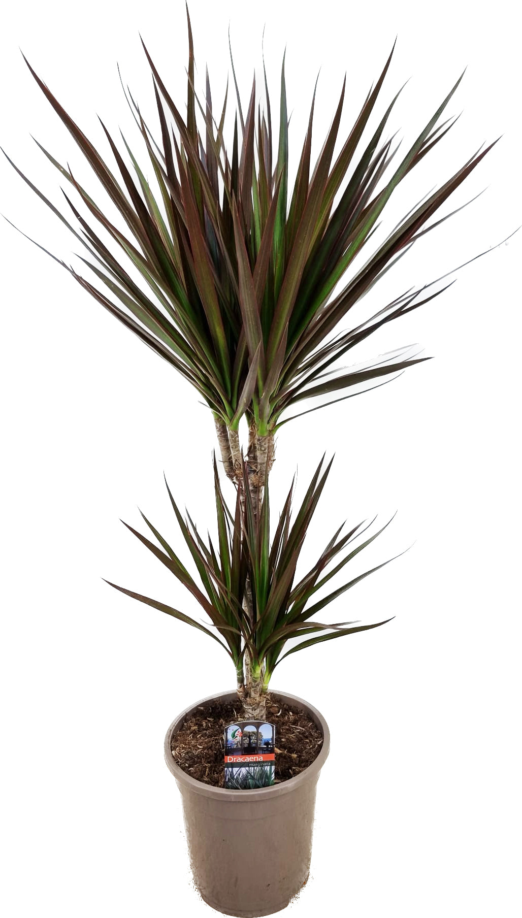 Dracaena Magenta 75cm 17cm Pot