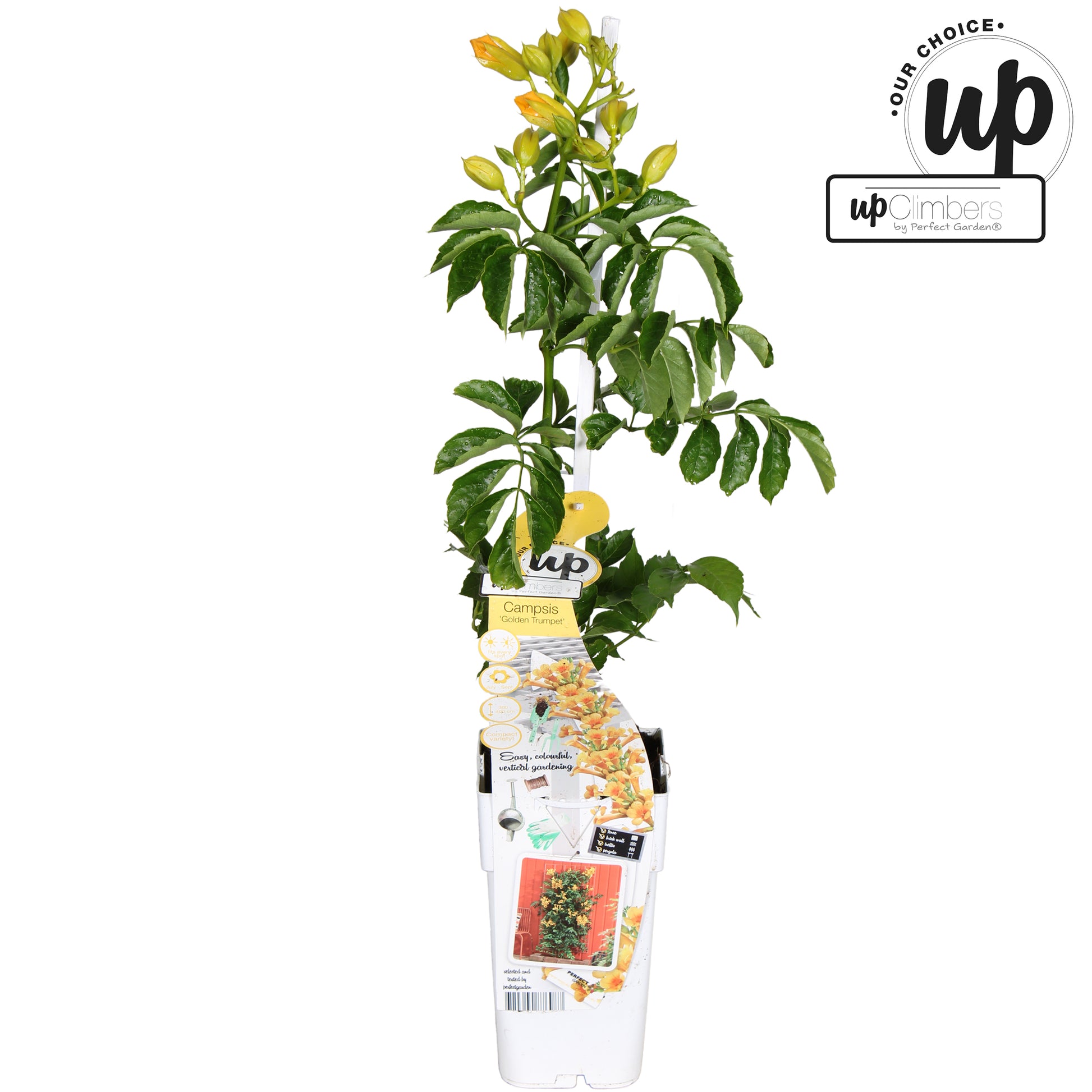 Campsis Summer Jazz Gold Trumpet 65cm 15cm Pot