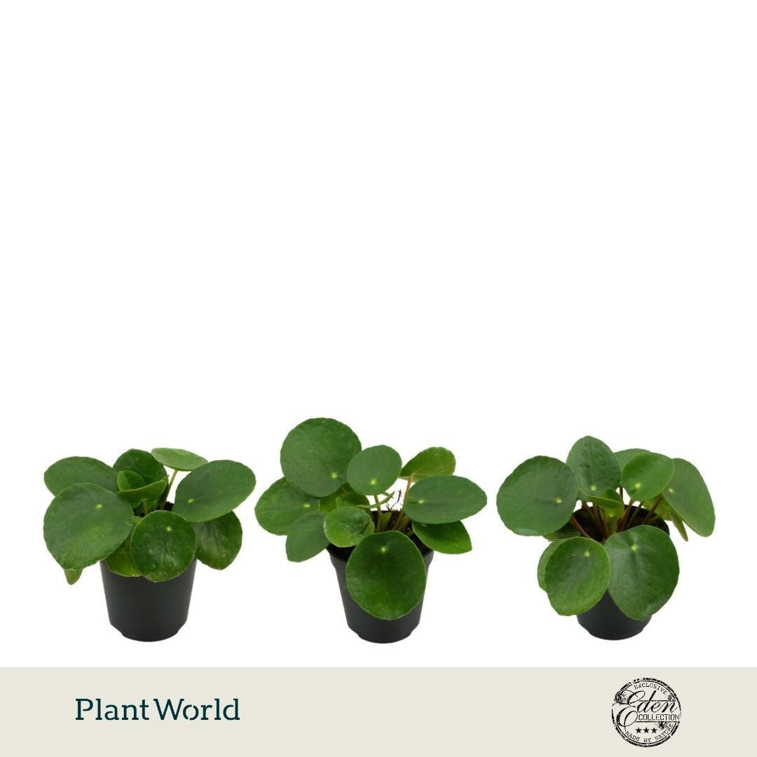 Plantworld Smit Kwekerij Pilea peperomioides Pack of 12