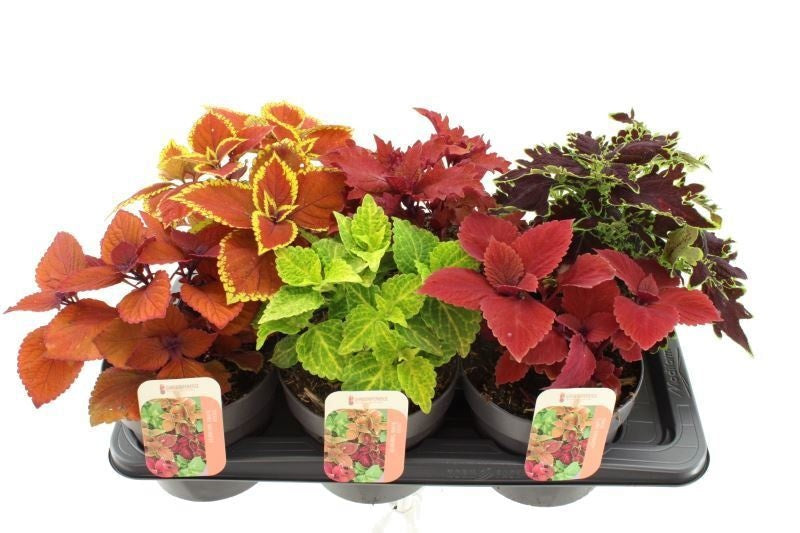 Coleus mix 35cm 17cm Pot