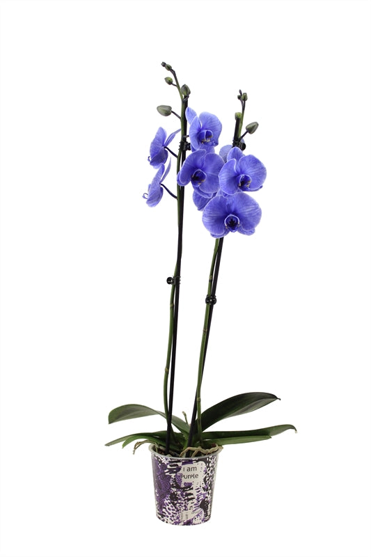 Phalaenopsis Hybrid 55cm 12cm Pot