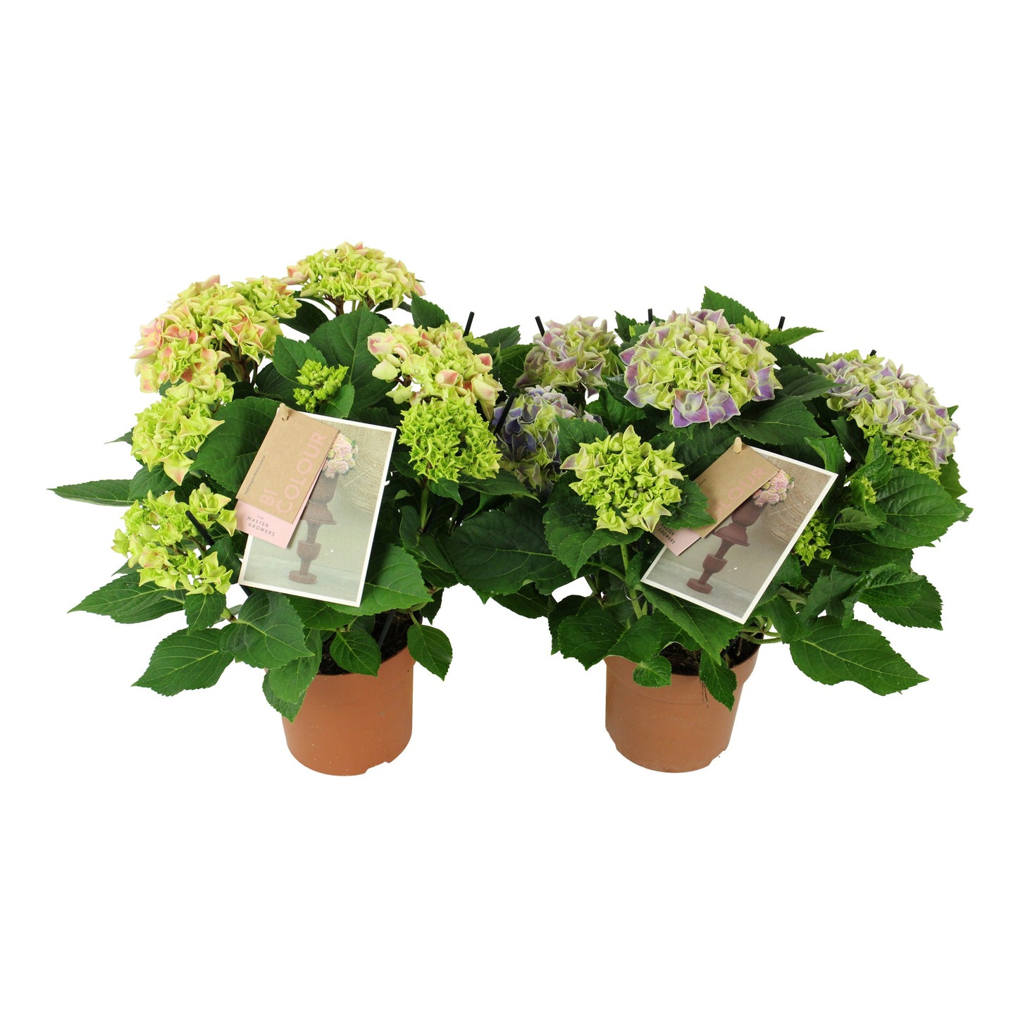 Hydrangea macr. Saxon Candy Heart 40cm 14cm Pot
