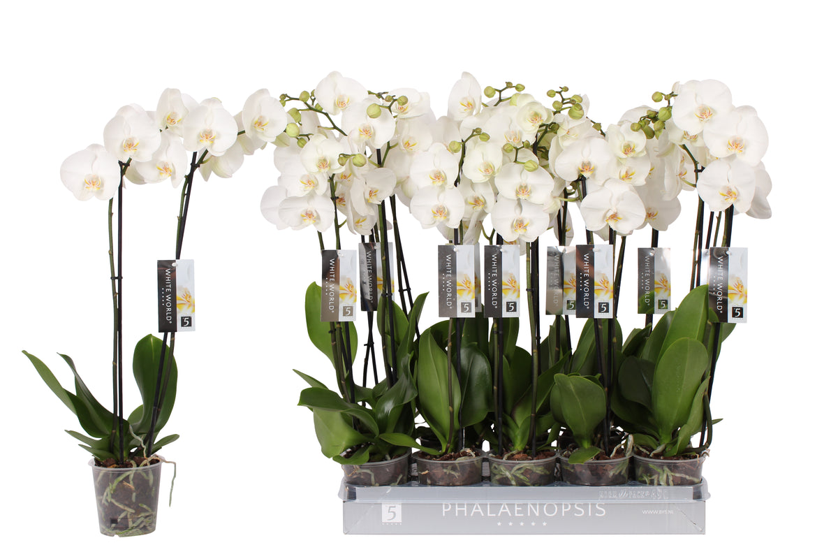 Phalaenopsis White World 65cm 12cm Pot