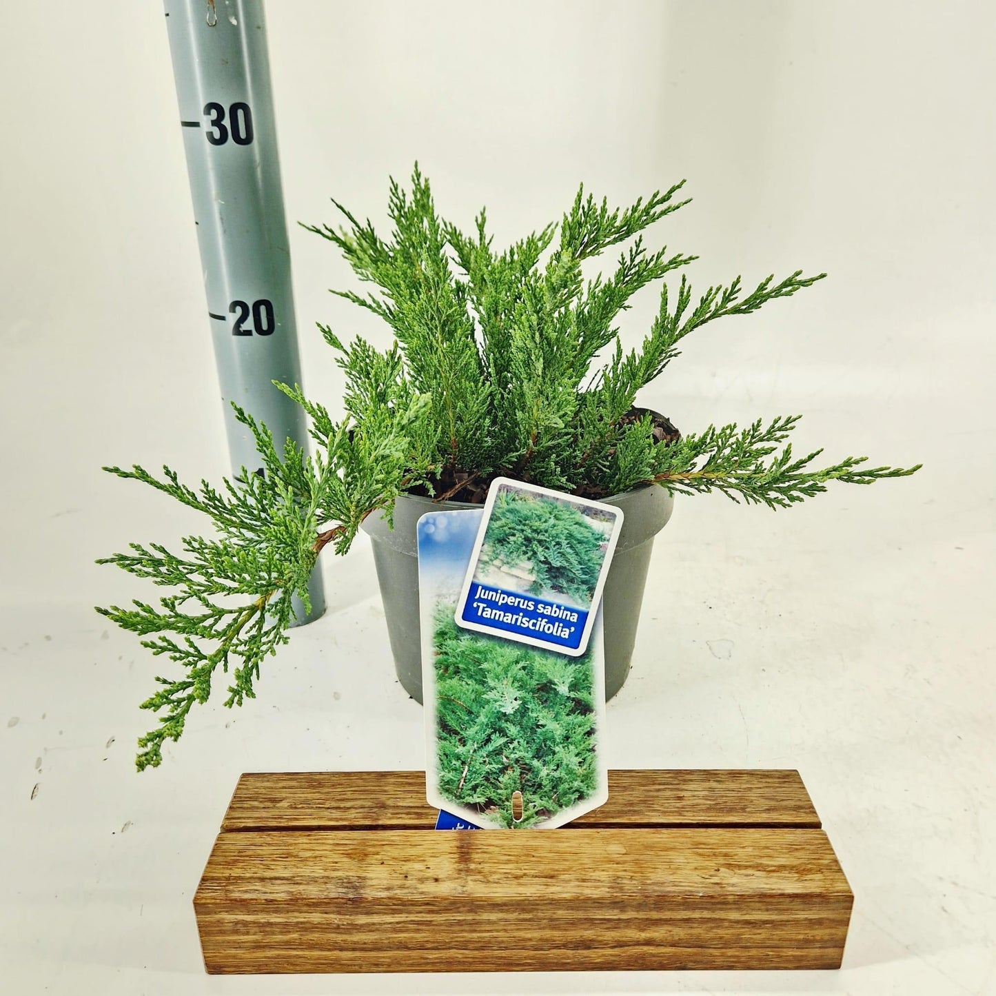 Juniperus sab. Tamariscifolia 25cm 19cm Pot