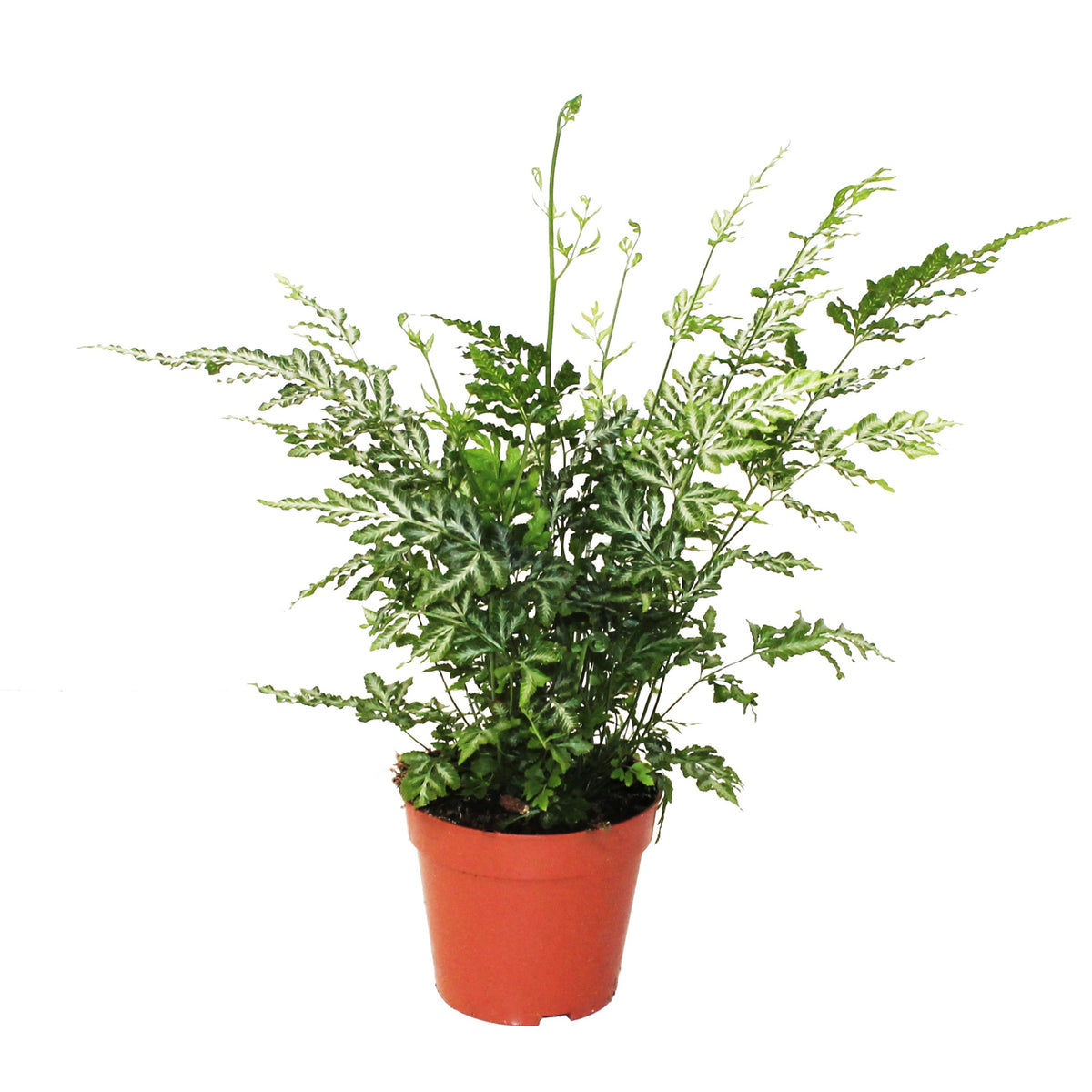 Pteris Evergemiensis 35cm 12cm Pot