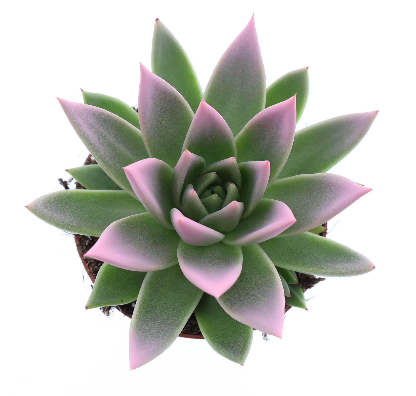 Miranda tips rose 12cm 510cm Pot