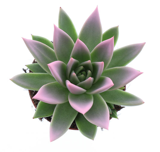 Miranda tips rose 12cm 510cm Pot