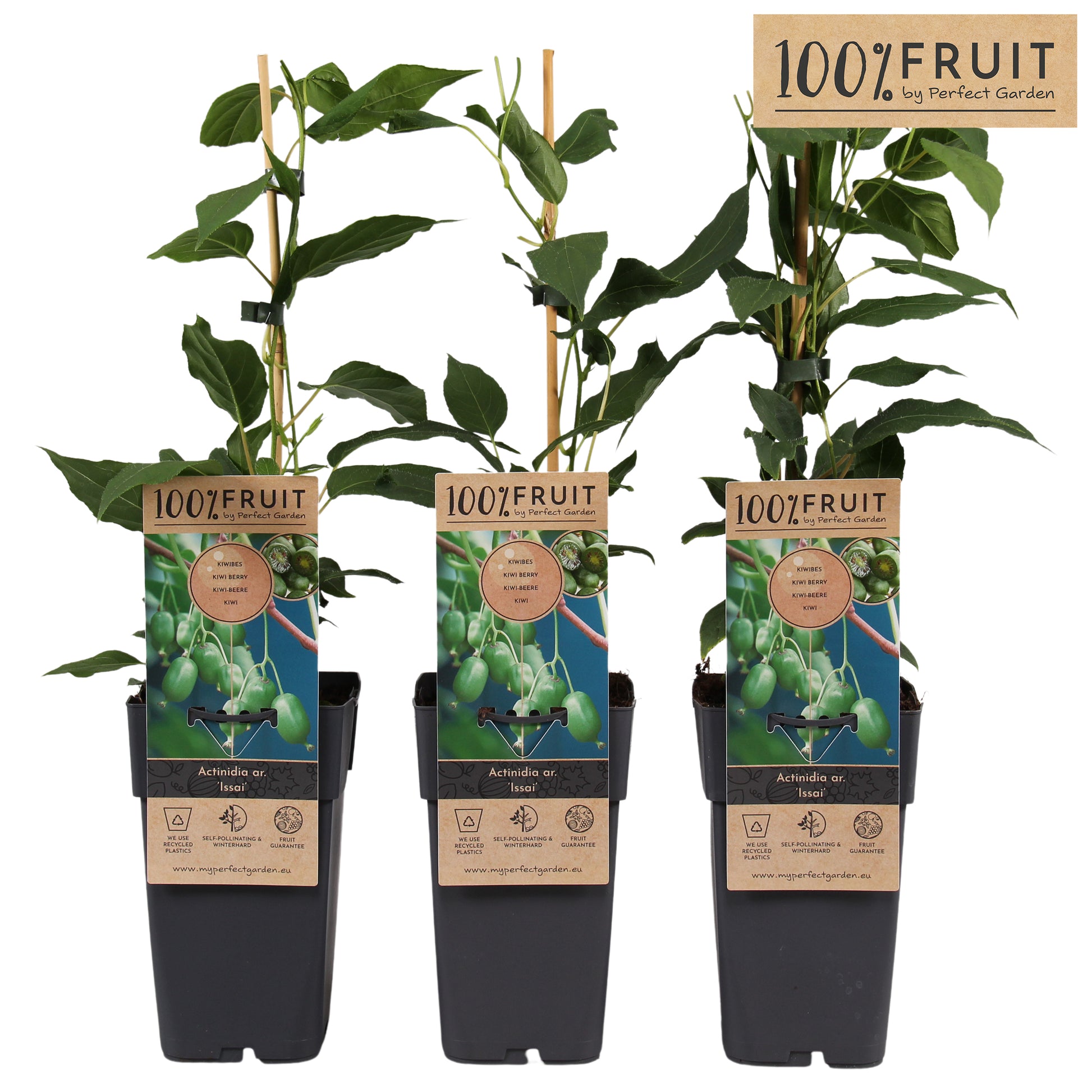 Actinidia arguta Issai (Hardy Kiwi) 65cm 15cm Pot