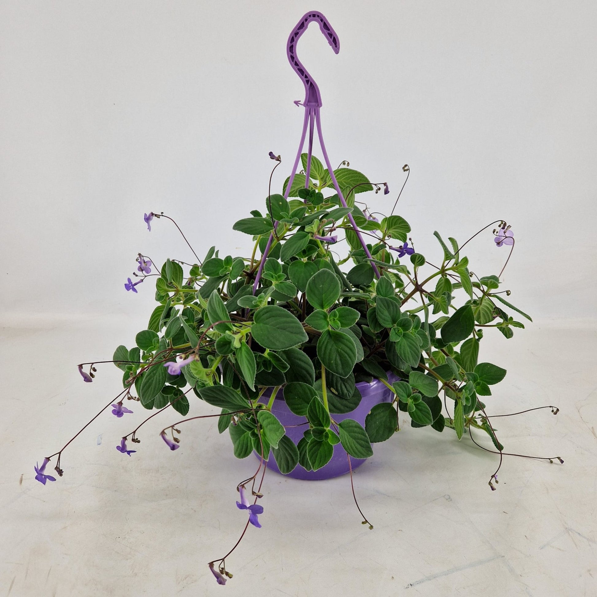 Streptocarpus saxorum 35cm 25cm Pot