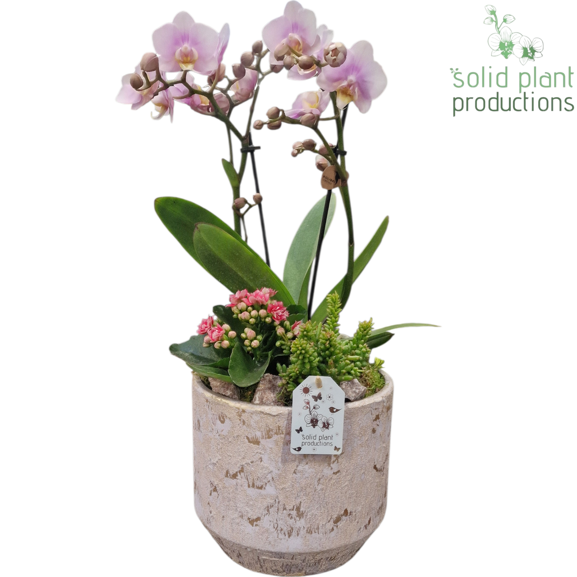 PH220 Maria Gold Pot Phalaenopsis 45cm 19cm Pot