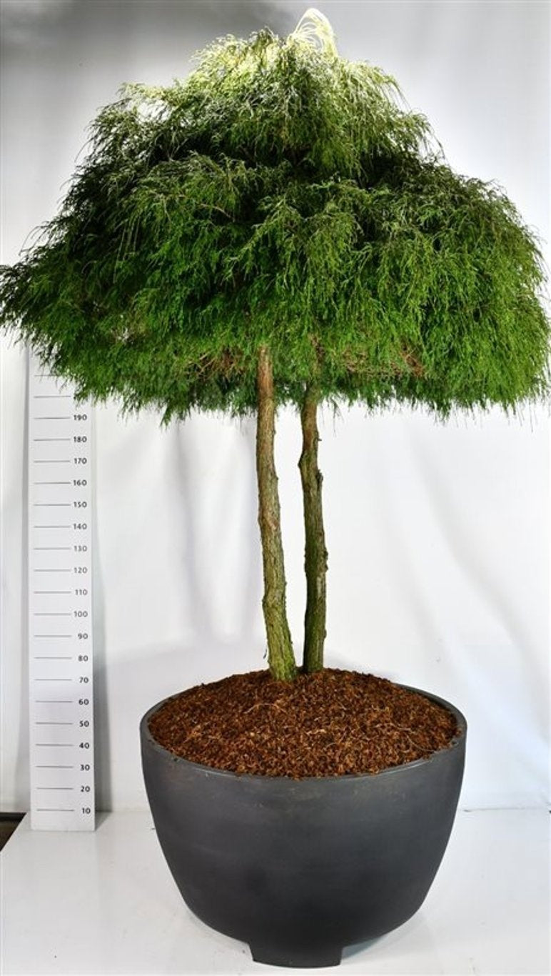 Chamaecyparis Filifera Nana 325cm 120cm Pot