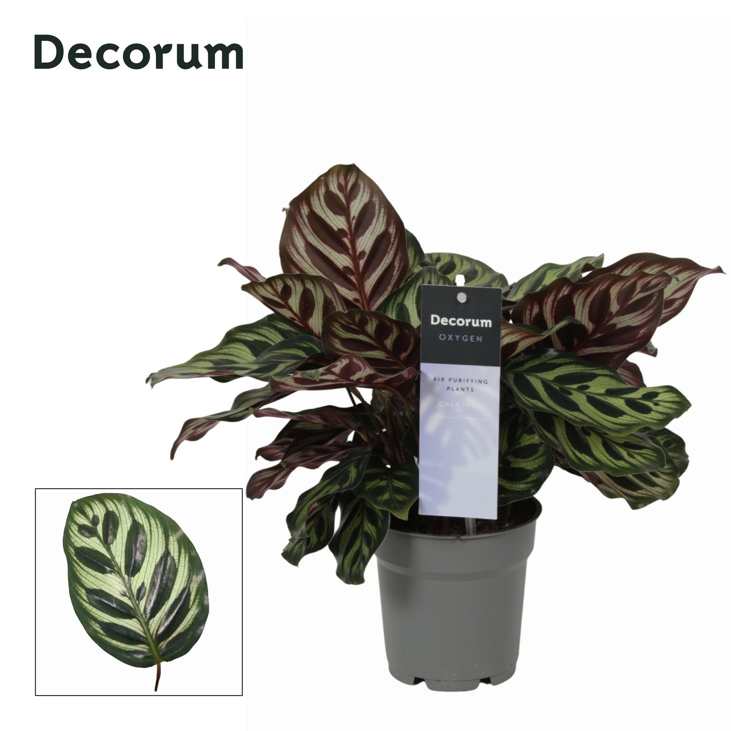 Vreugdenhil Bulbs & Plants Calathea makoyana Pack of 10