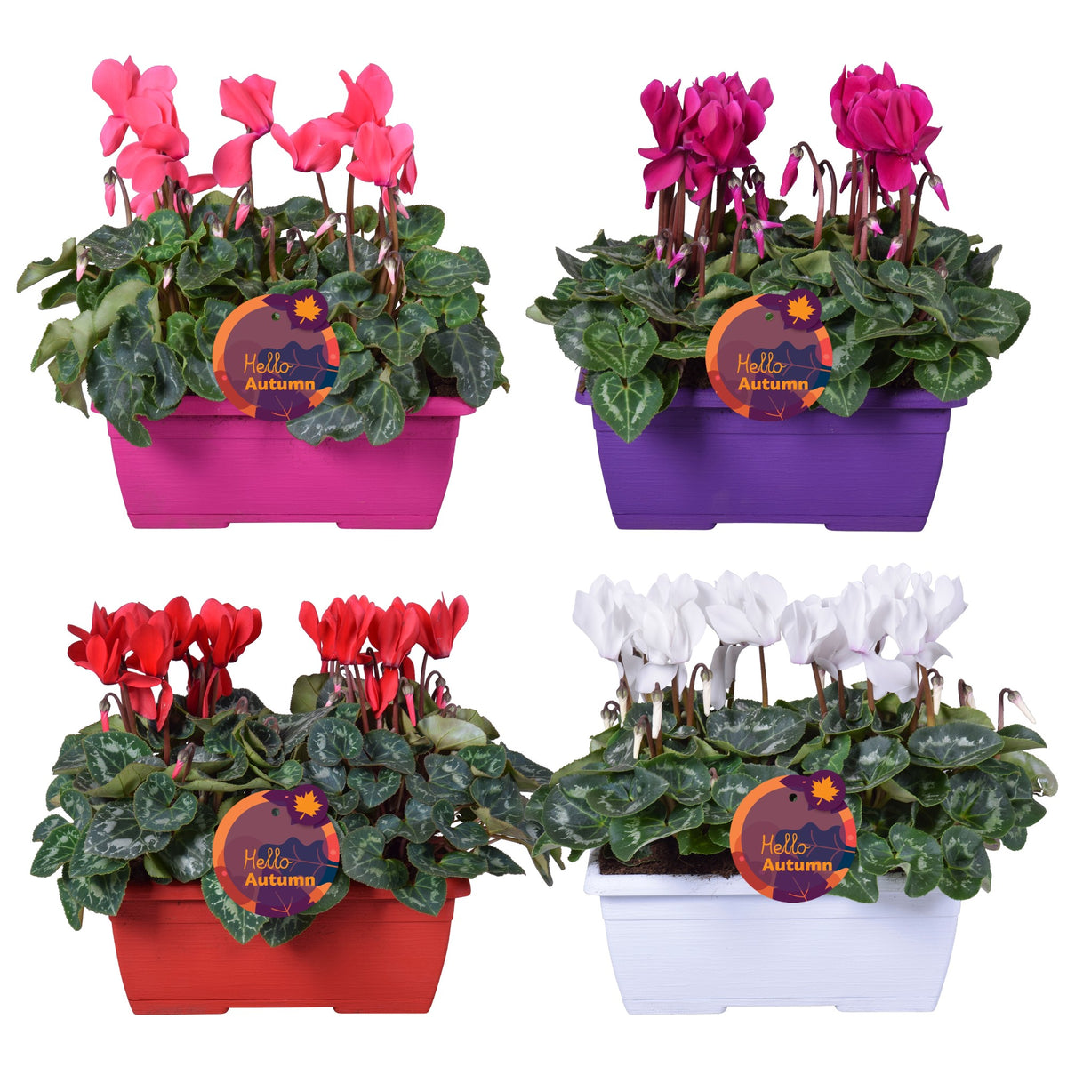 Cyclamen Allure 30cm 25cm Pot