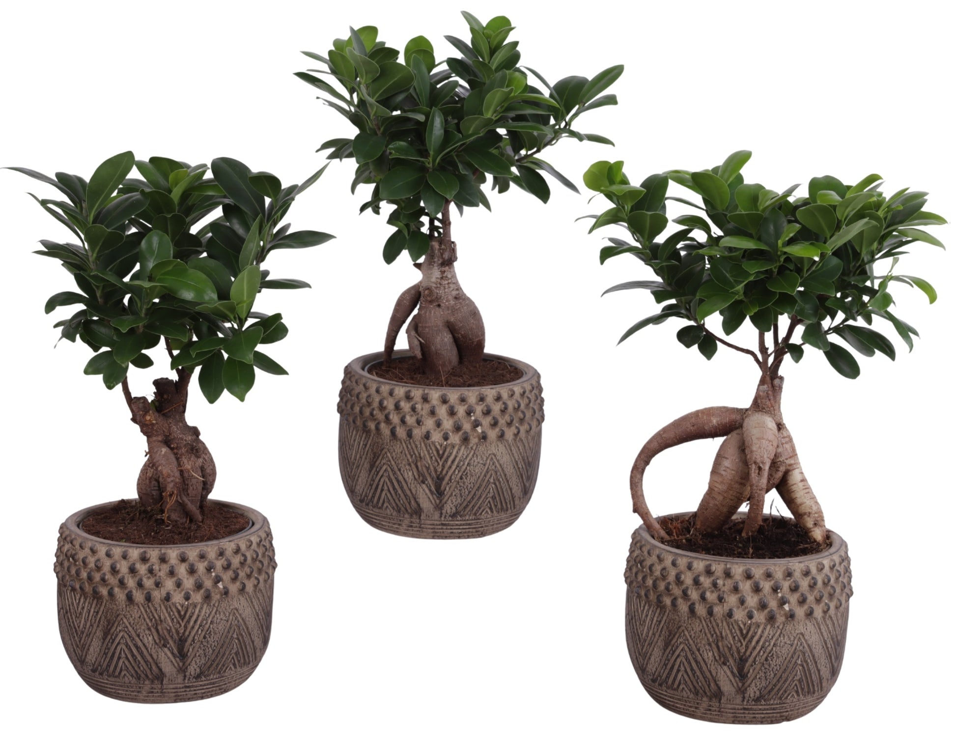Ficus Ginseng 35cm 16cm Pot