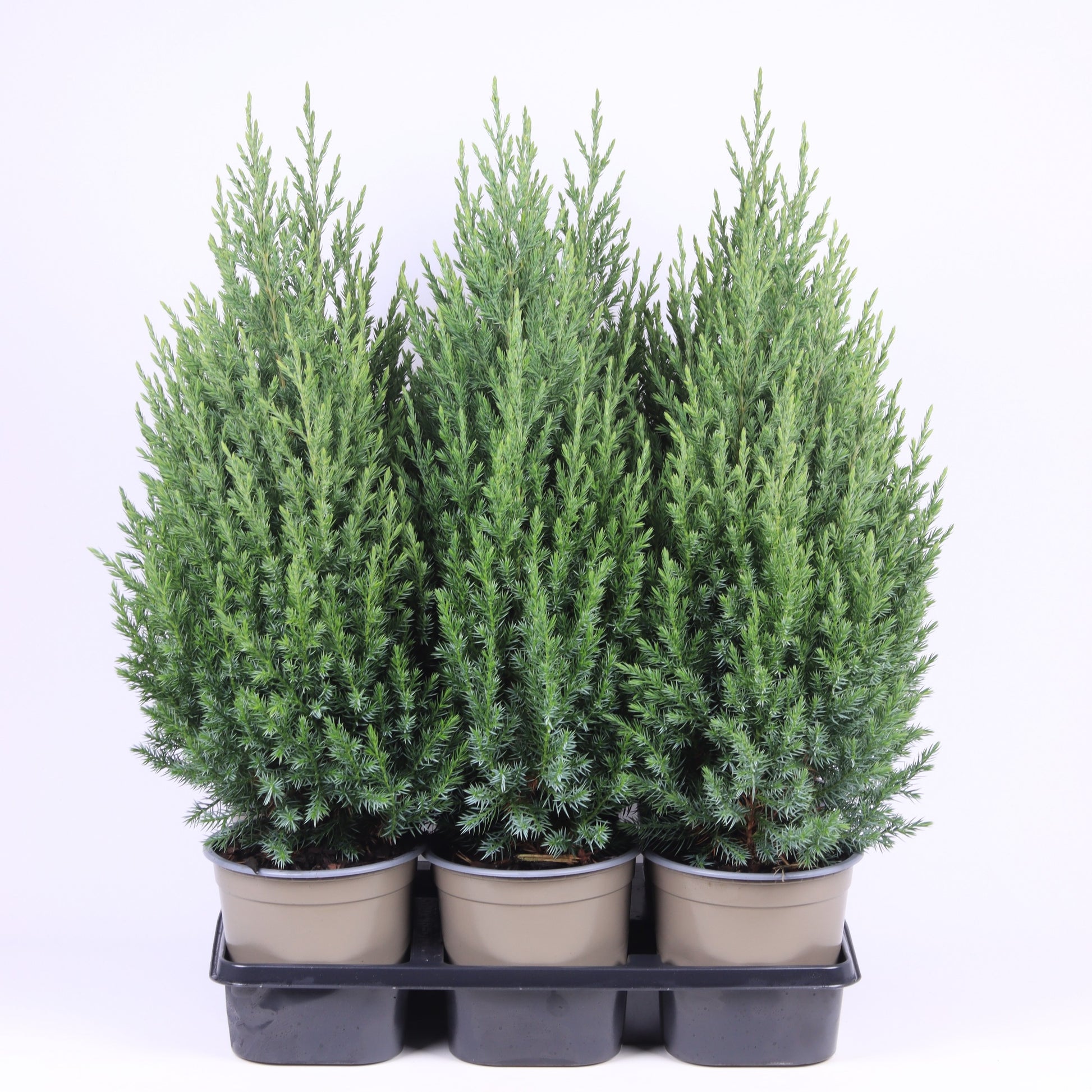 Juniperus Stricta 45cm 15cm Pot