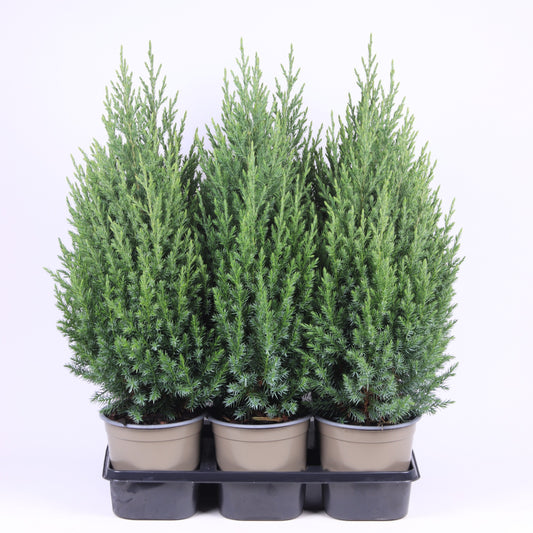 Juniperus Stricta 45cm 15cm Pot