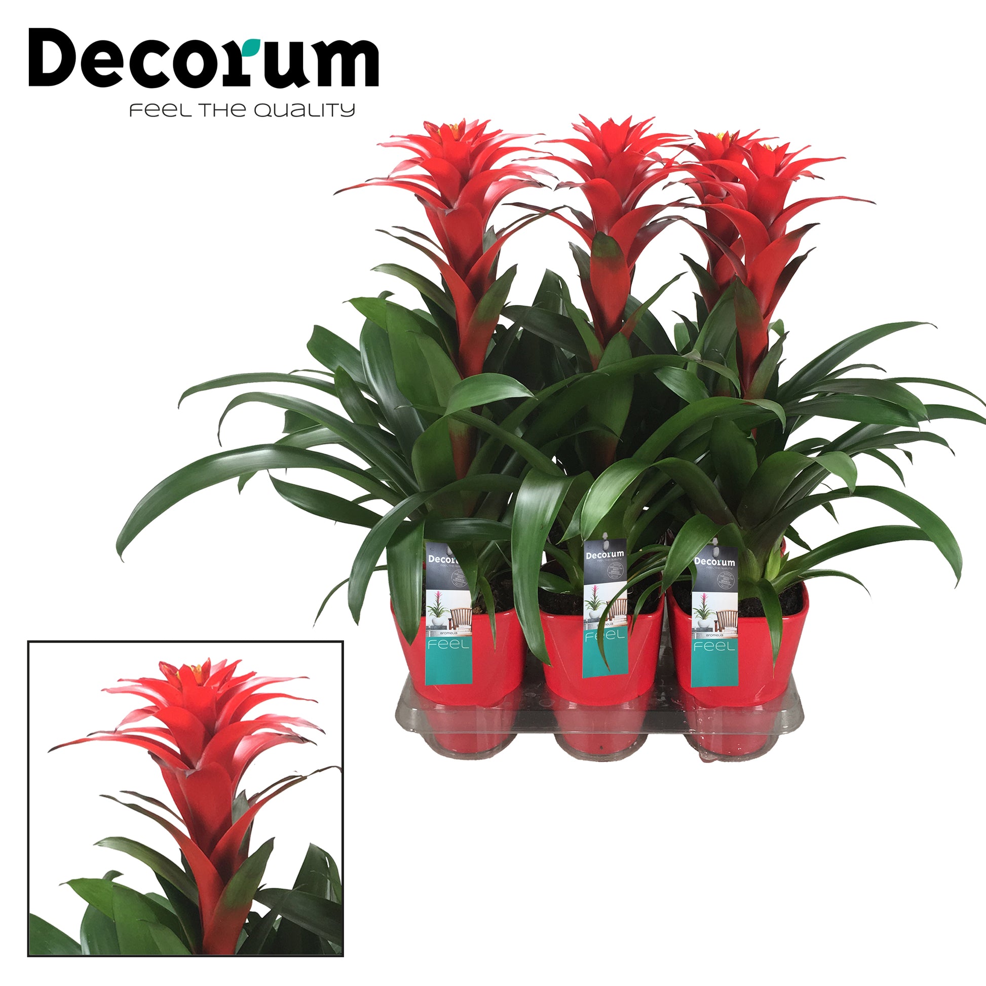 Guzmania Calypso 50cm 14cm Pot