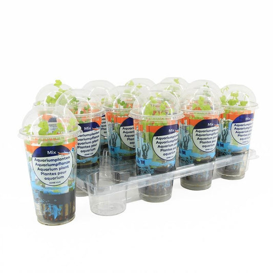 Waterplkw R. Moerings Lysimachia hybrid Pack of 12