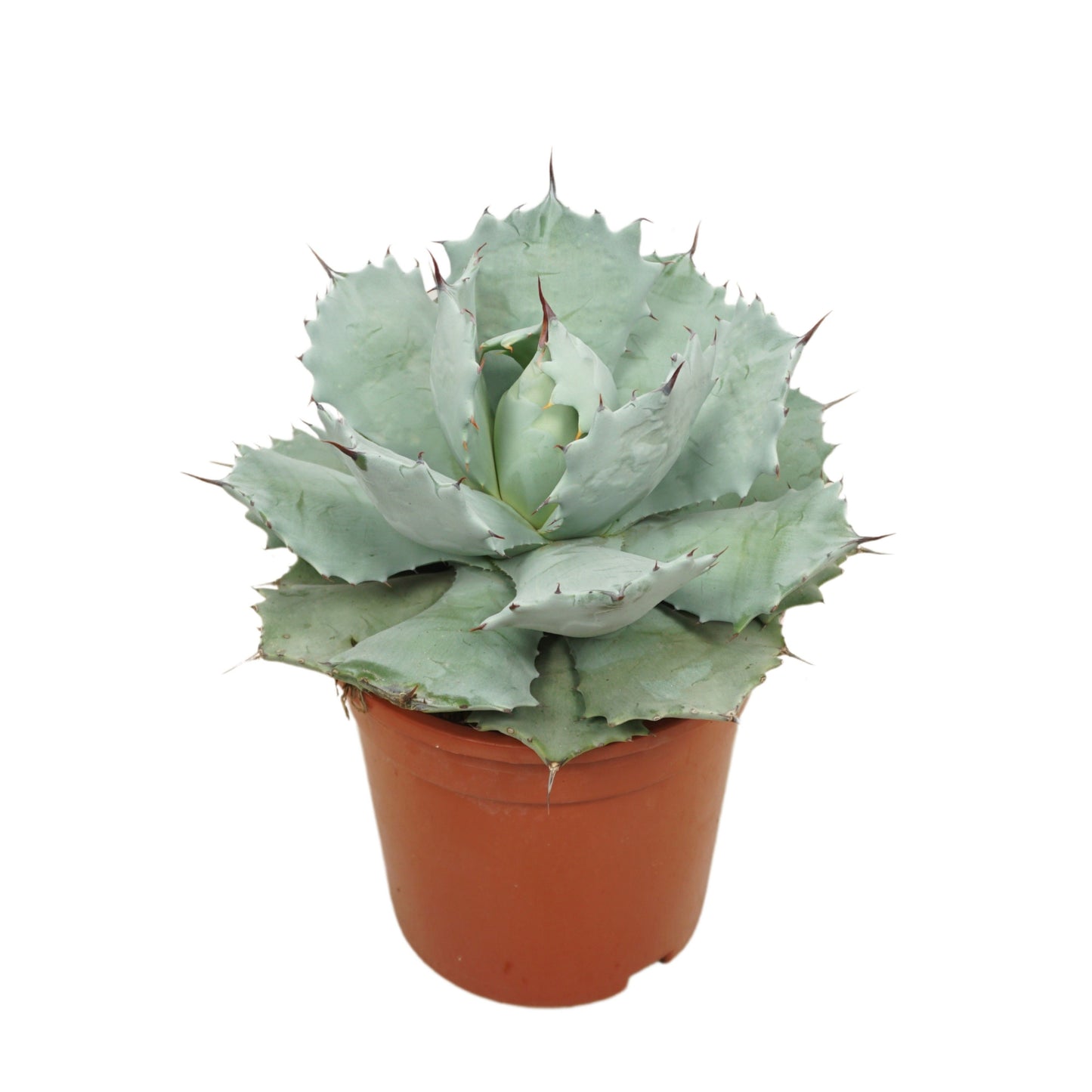 Agave potatorum 30cm 17cm Pot