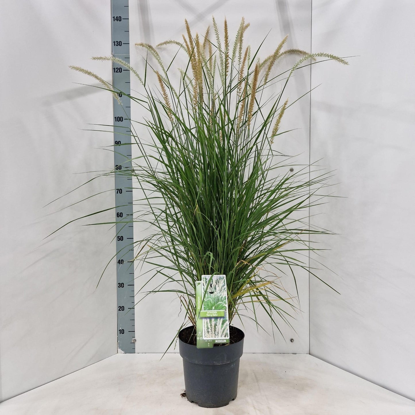 Pennisetum orientale 120cm 23cm Pot