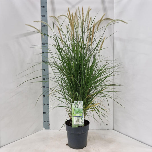 Pennisetum orientale 120cm 23cm Pot