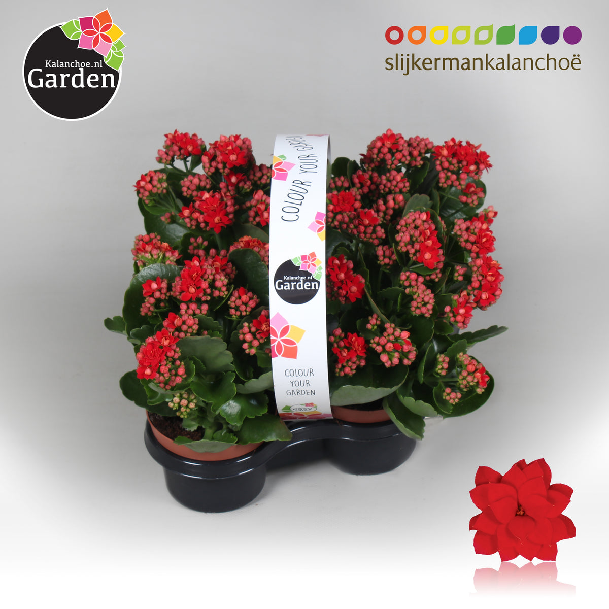 Kalanchoe gevuldbloemig 23cm 1cm Pot