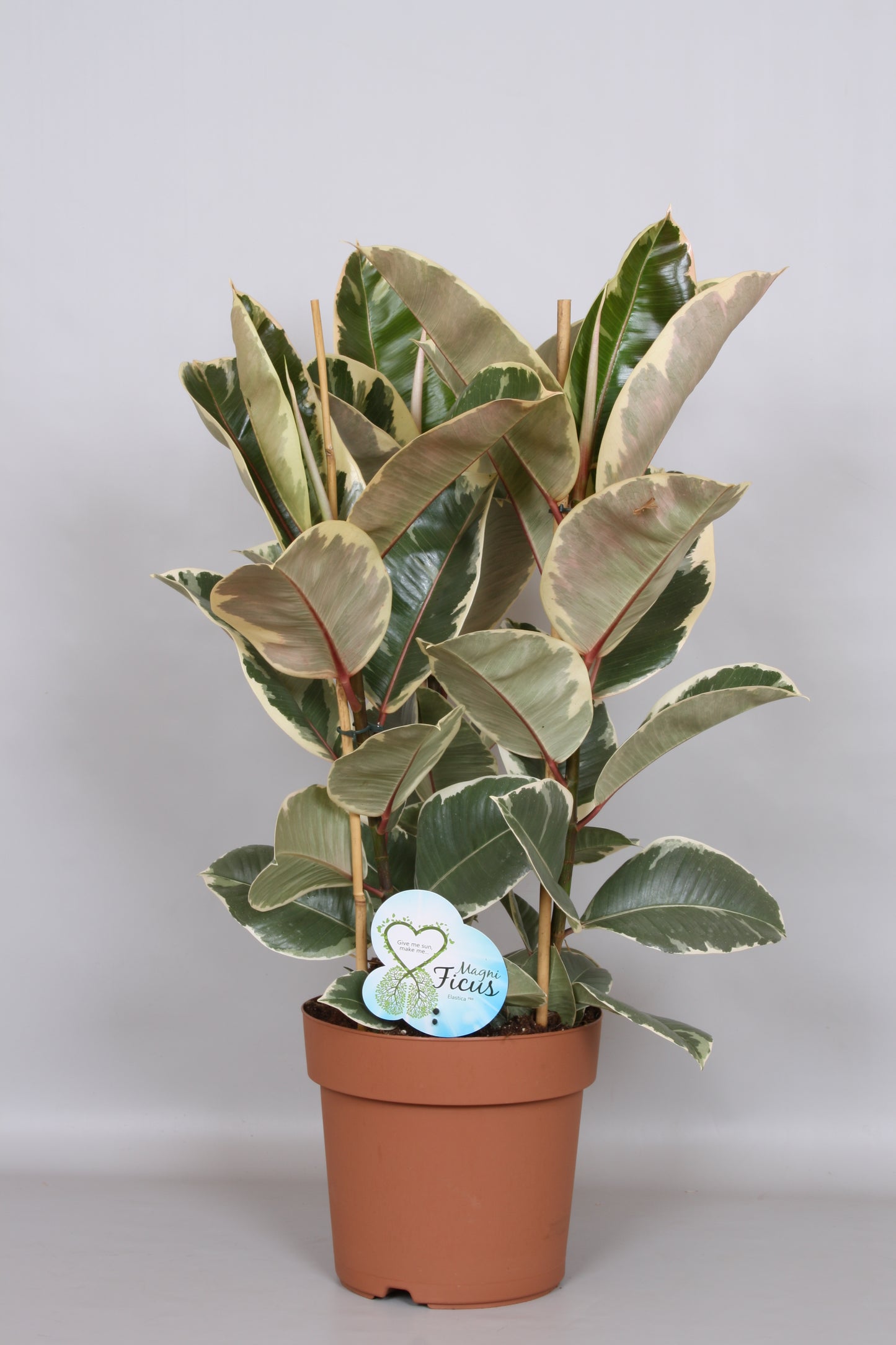 Ficus Tineke 75cm 24cm Pot