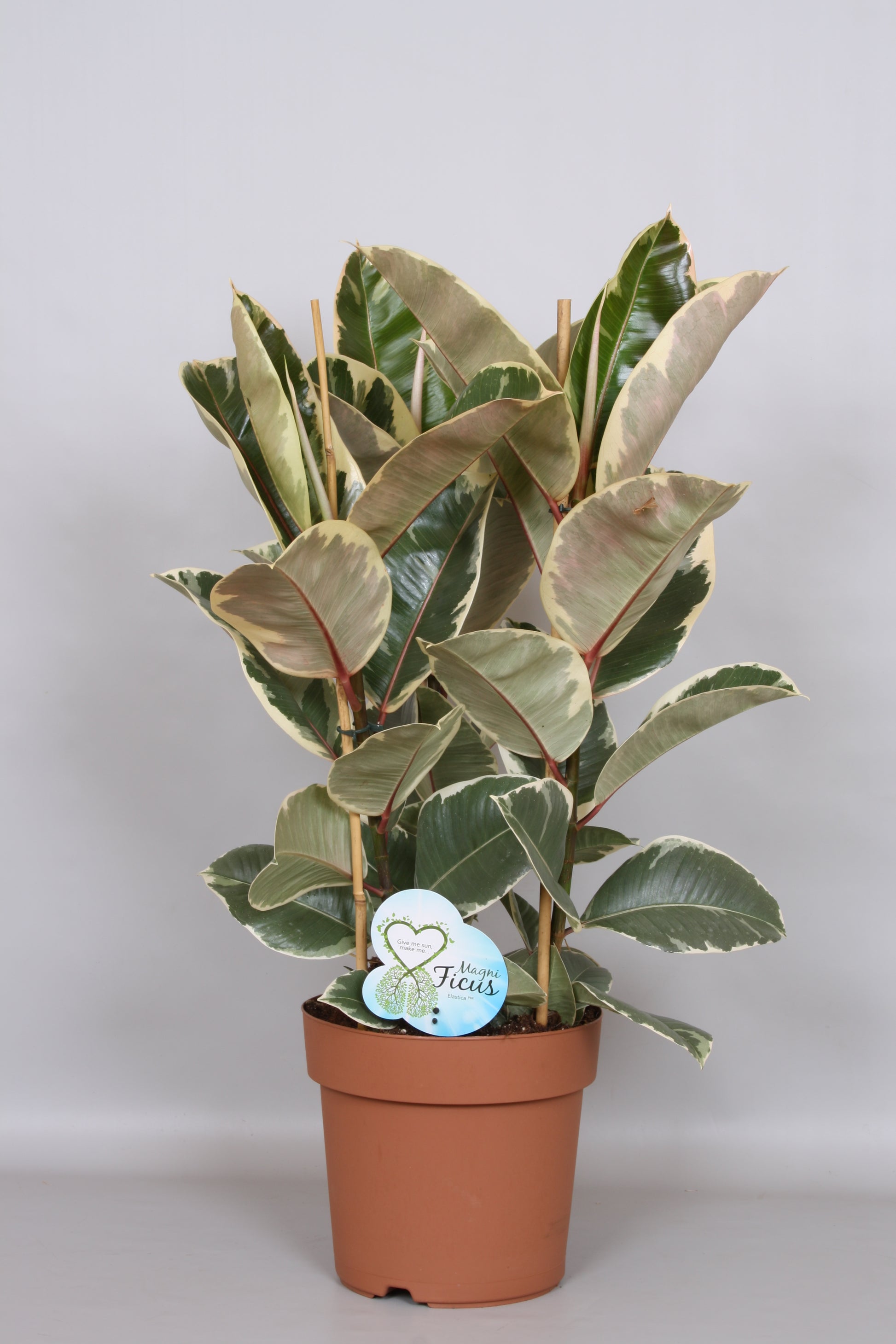 Ficus Tineke 75cm 24cm Pot