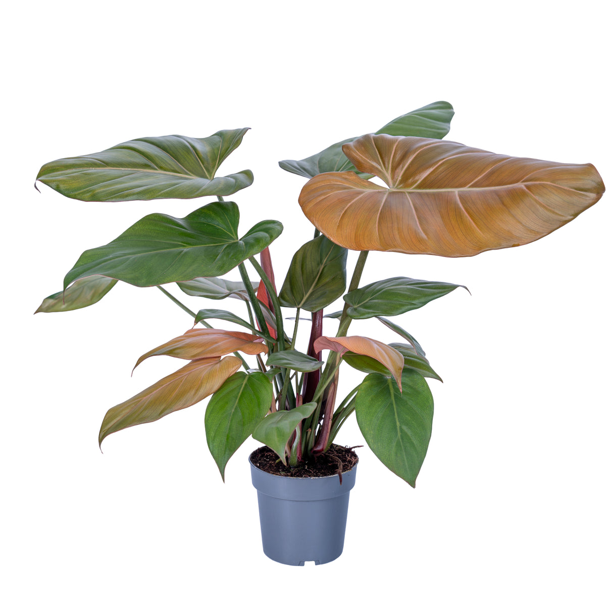 Philodendron scandens 45cm 14cm Pot