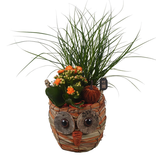 Indoor arrangement 35cm 13cm Pot