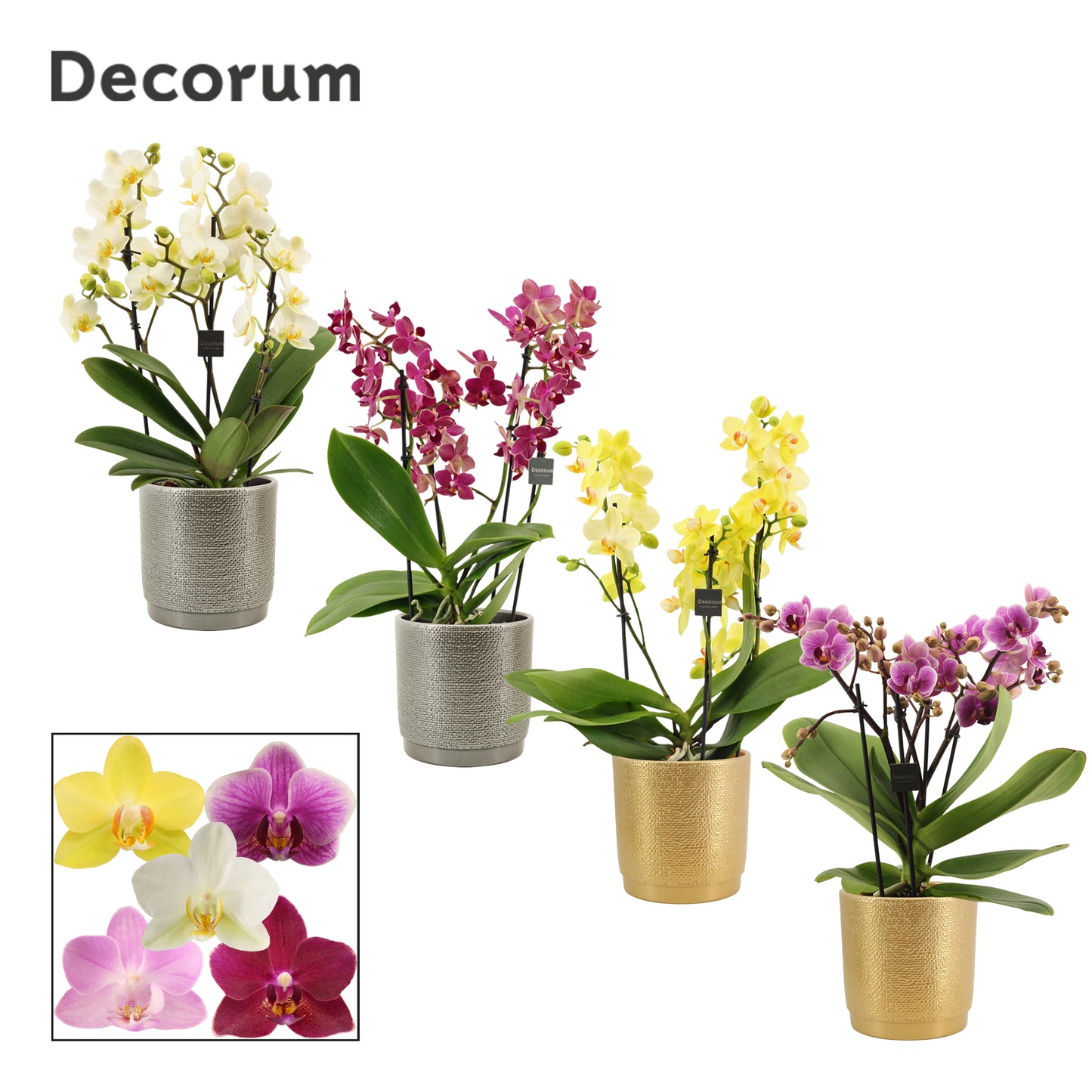 Phalaenopsis mix 35cm 12cm Pot