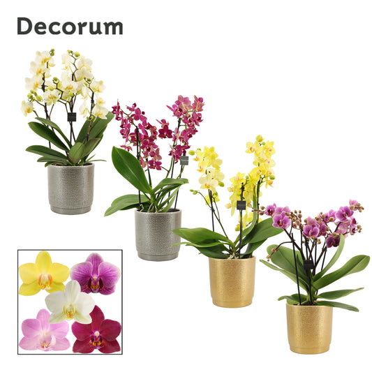 Phalaenopsis mix 35cm 12cm Pot