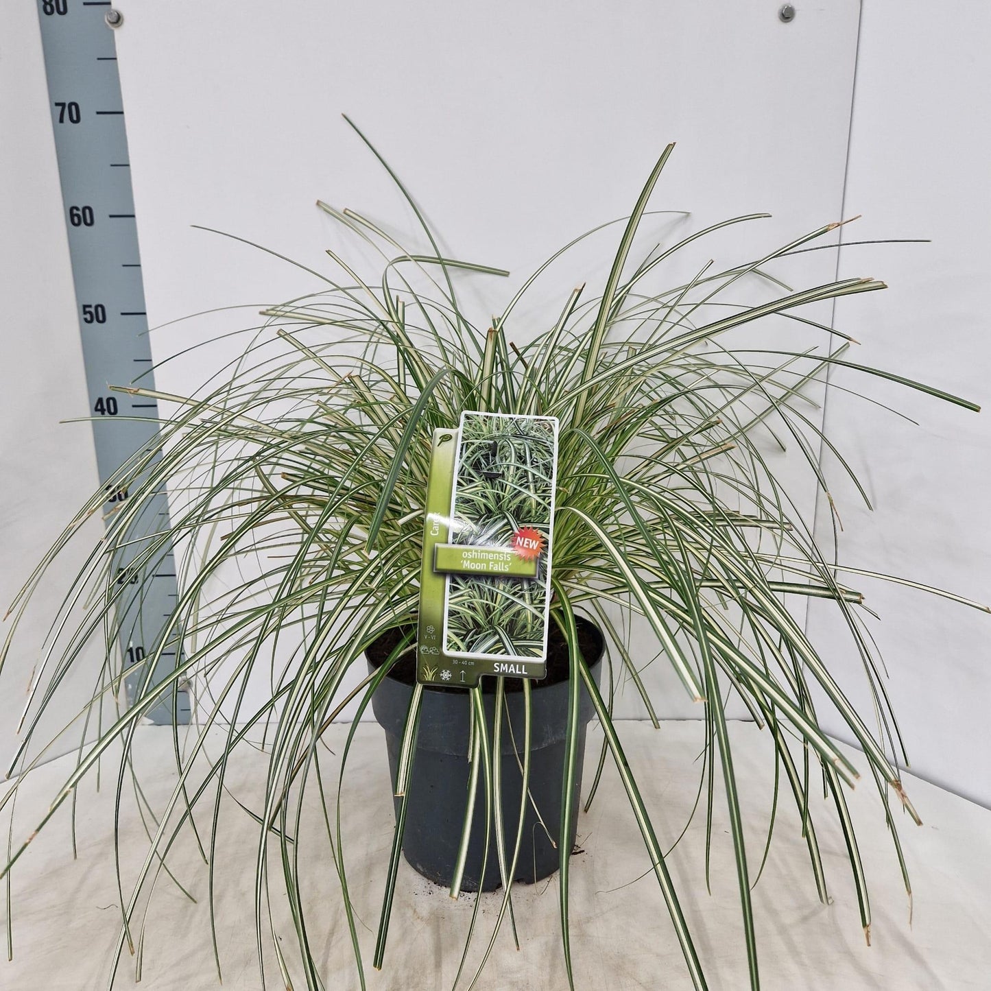 Carex oshimensis 50cm 23cm Pot