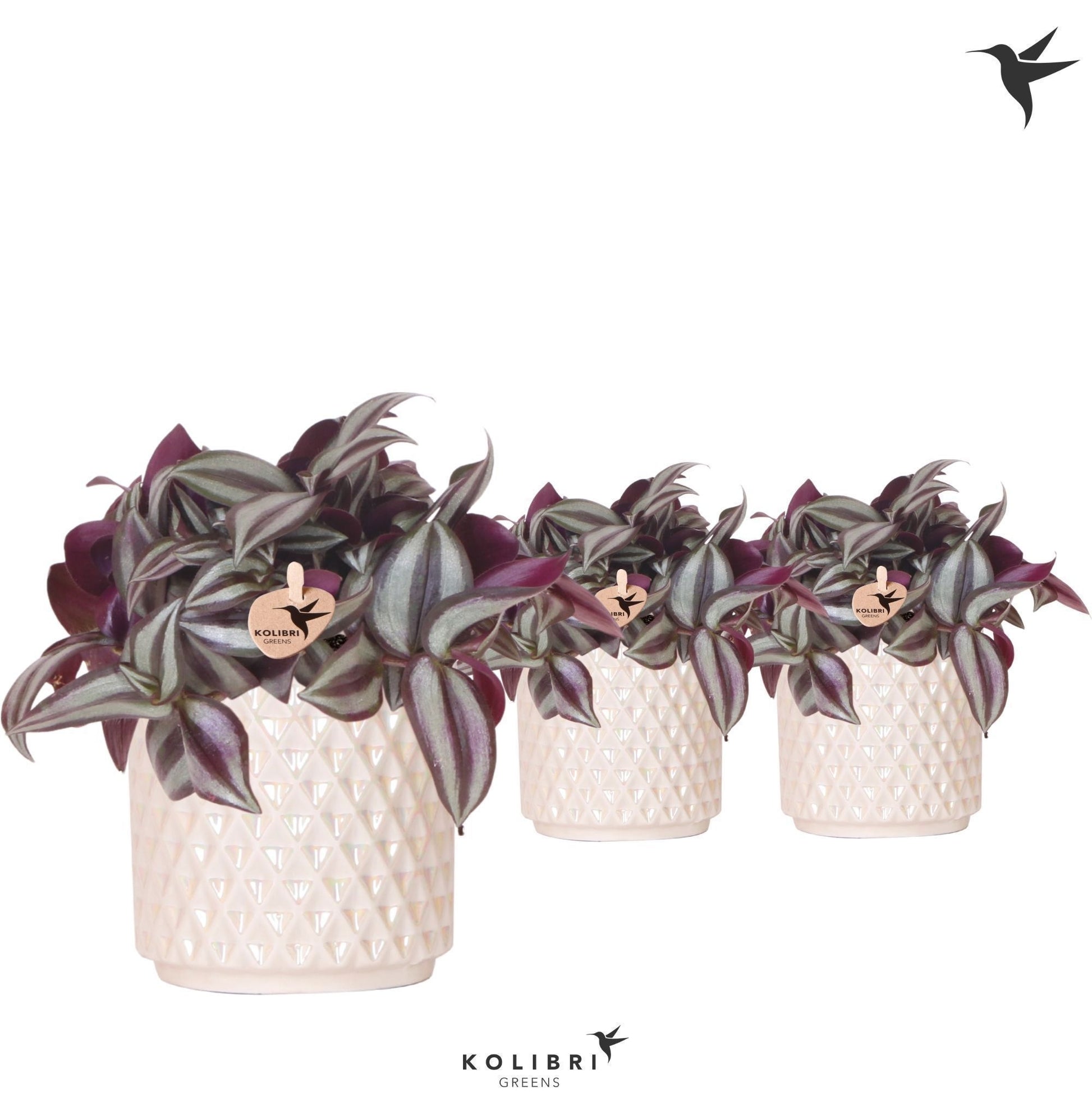 Tradescantia Violet Hill 19cm 9cm Pot