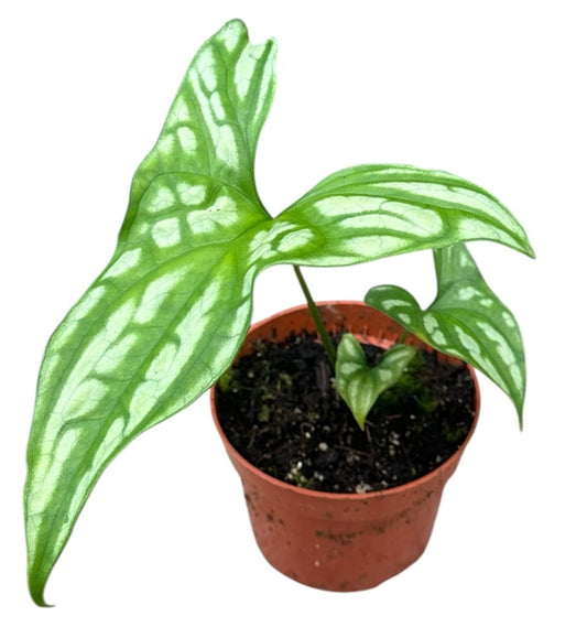 Cercestis Mirabilis 15cm 510cm Pot