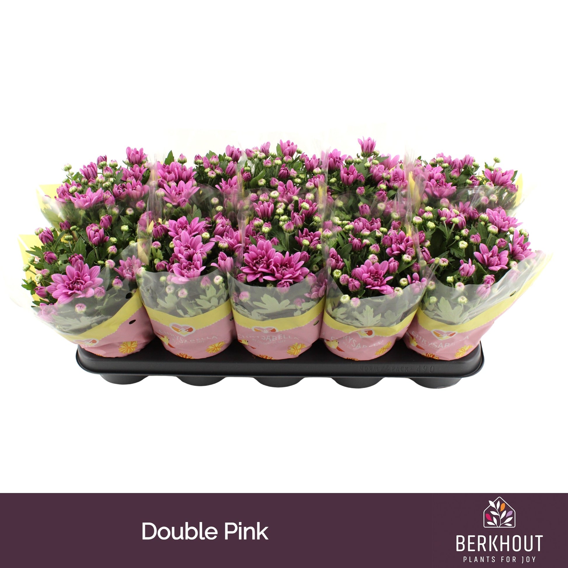Chrysanthemum Dynamic 23cm 12cm Pot